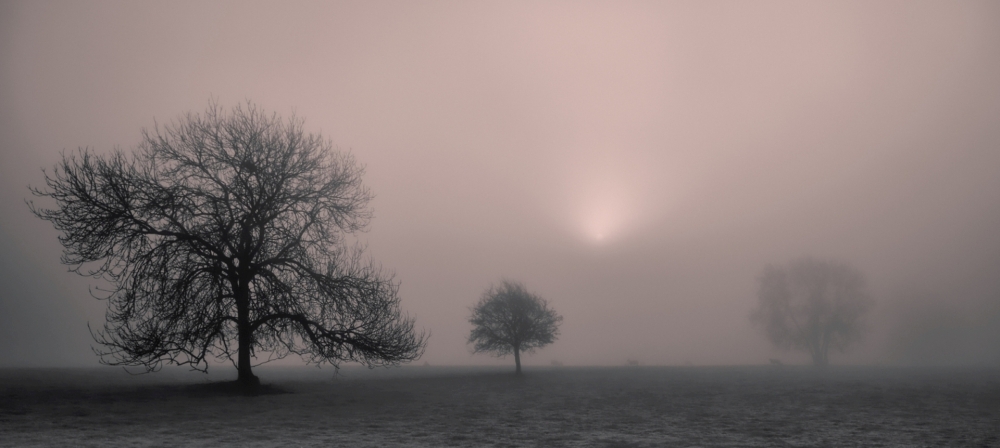 Joint 1st Trees in the mist-Eddie Lord